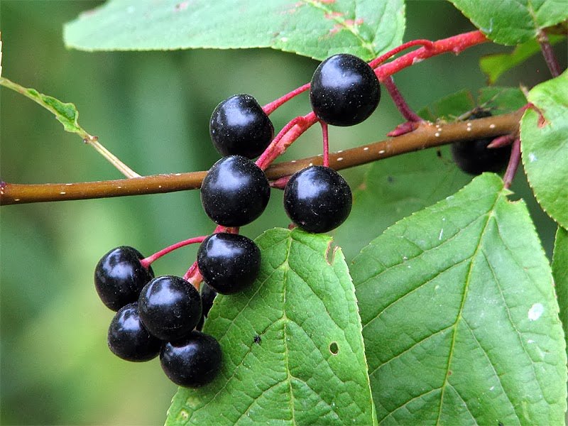 Черемуха (Prunus padus)