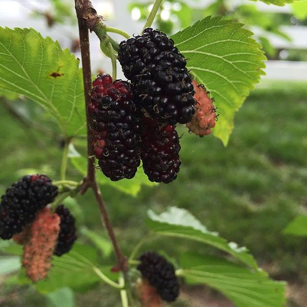 Шелковица черная (Morus nigra)