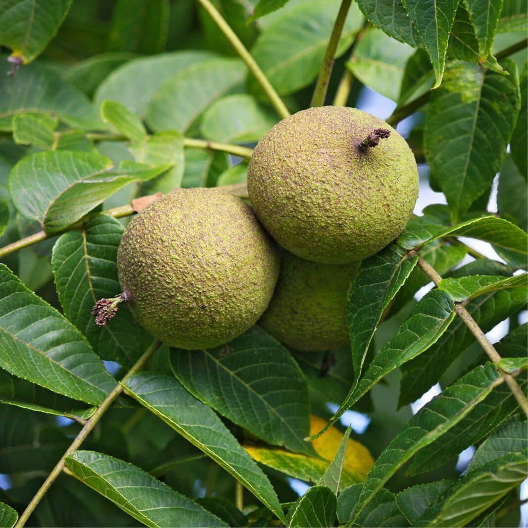 Черный орех (Juglans nigra)