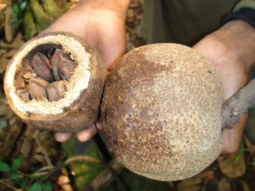 Бразильский орех (Bertholletia excelsa)