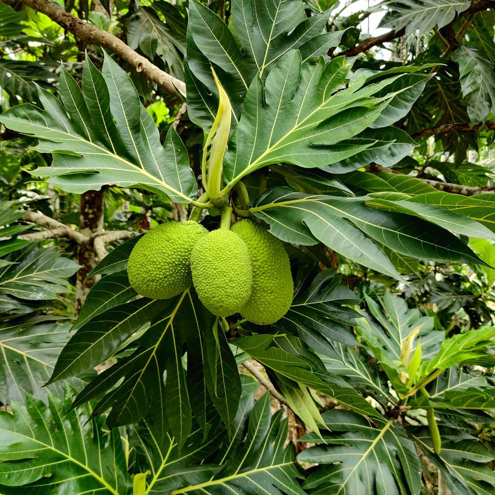 Arborele de pâine (Artocarpus altilis)