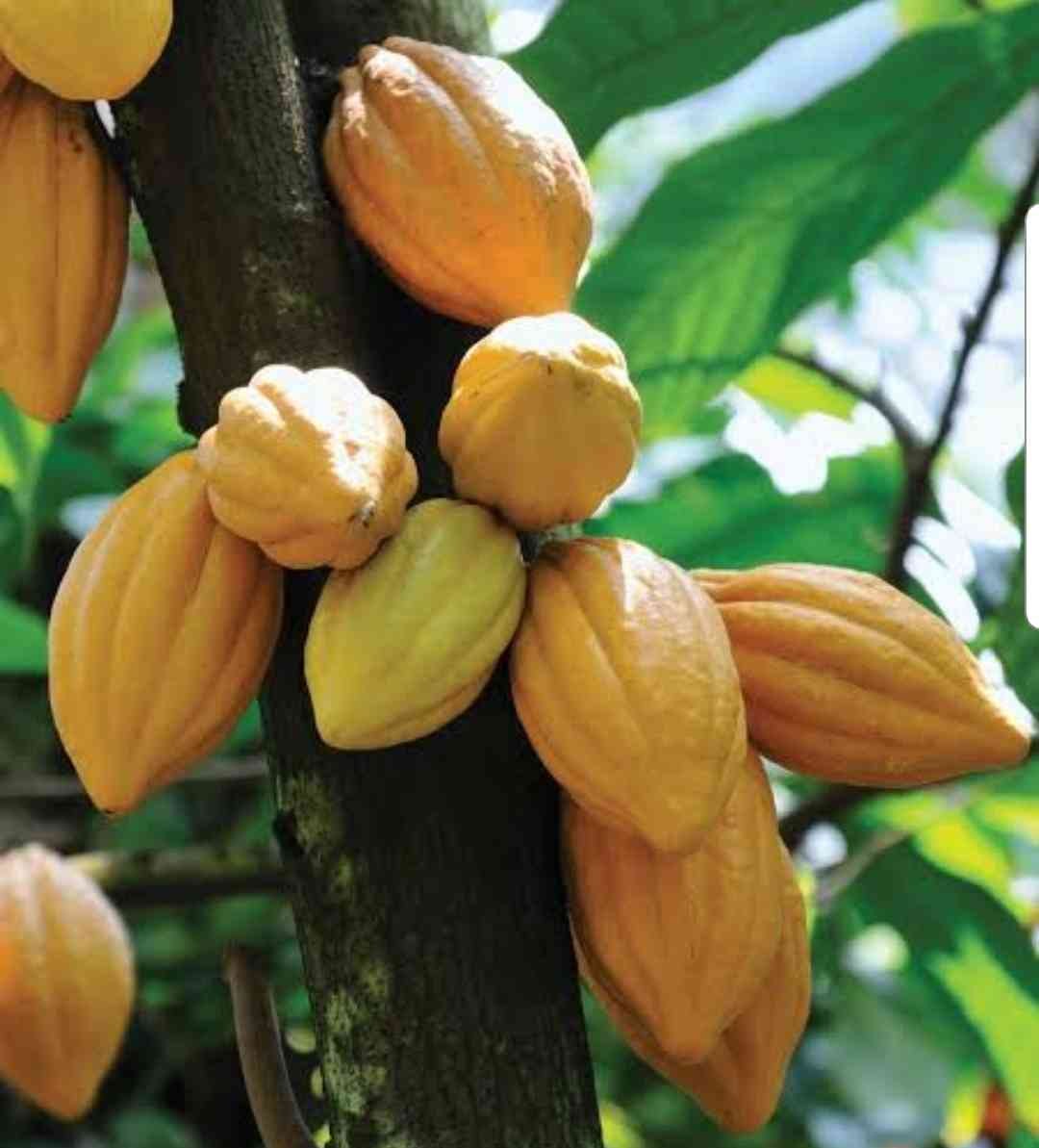 Какао (Theobroma cacao)