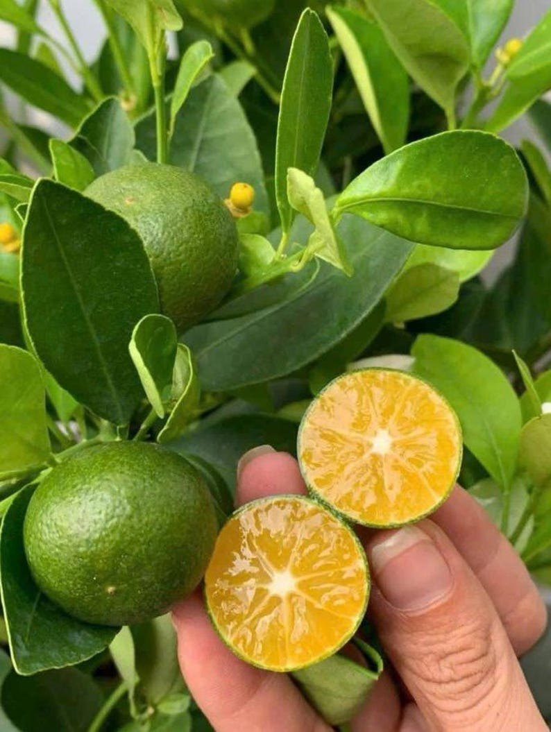 Calamansi (Citrus microcarpa)