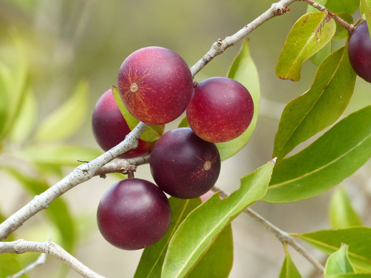 Camu camu (Myrciaria dubia)