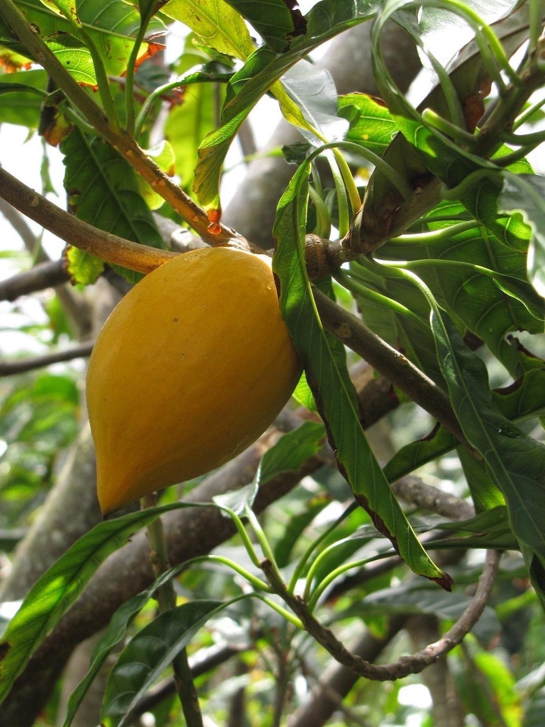 Canistel (Pouteria campechiana)