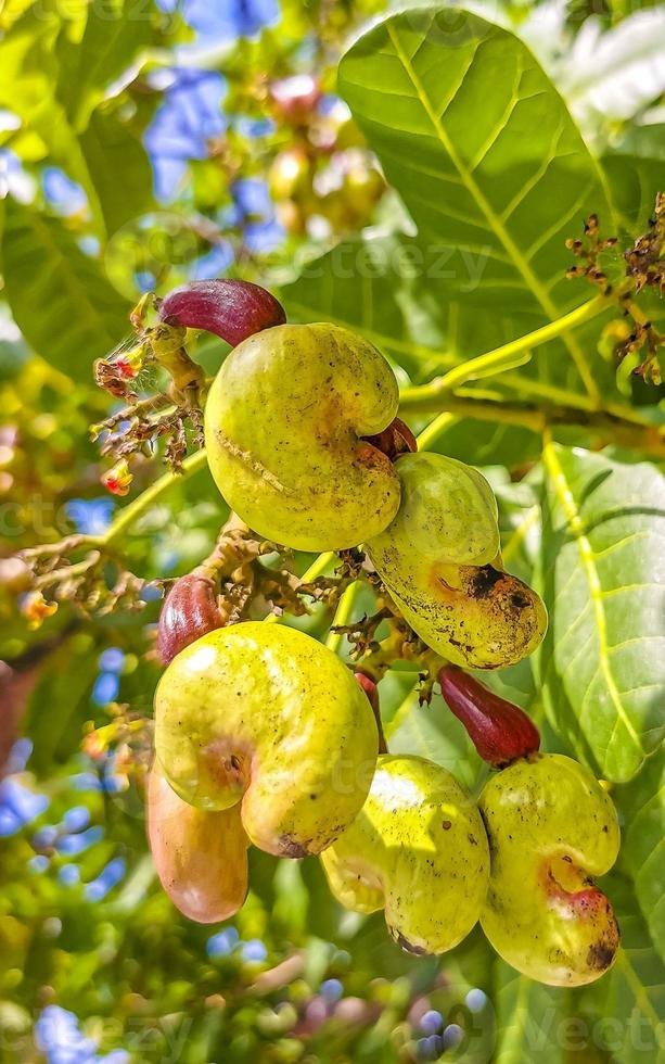 Caju (Anacardium occidentale)