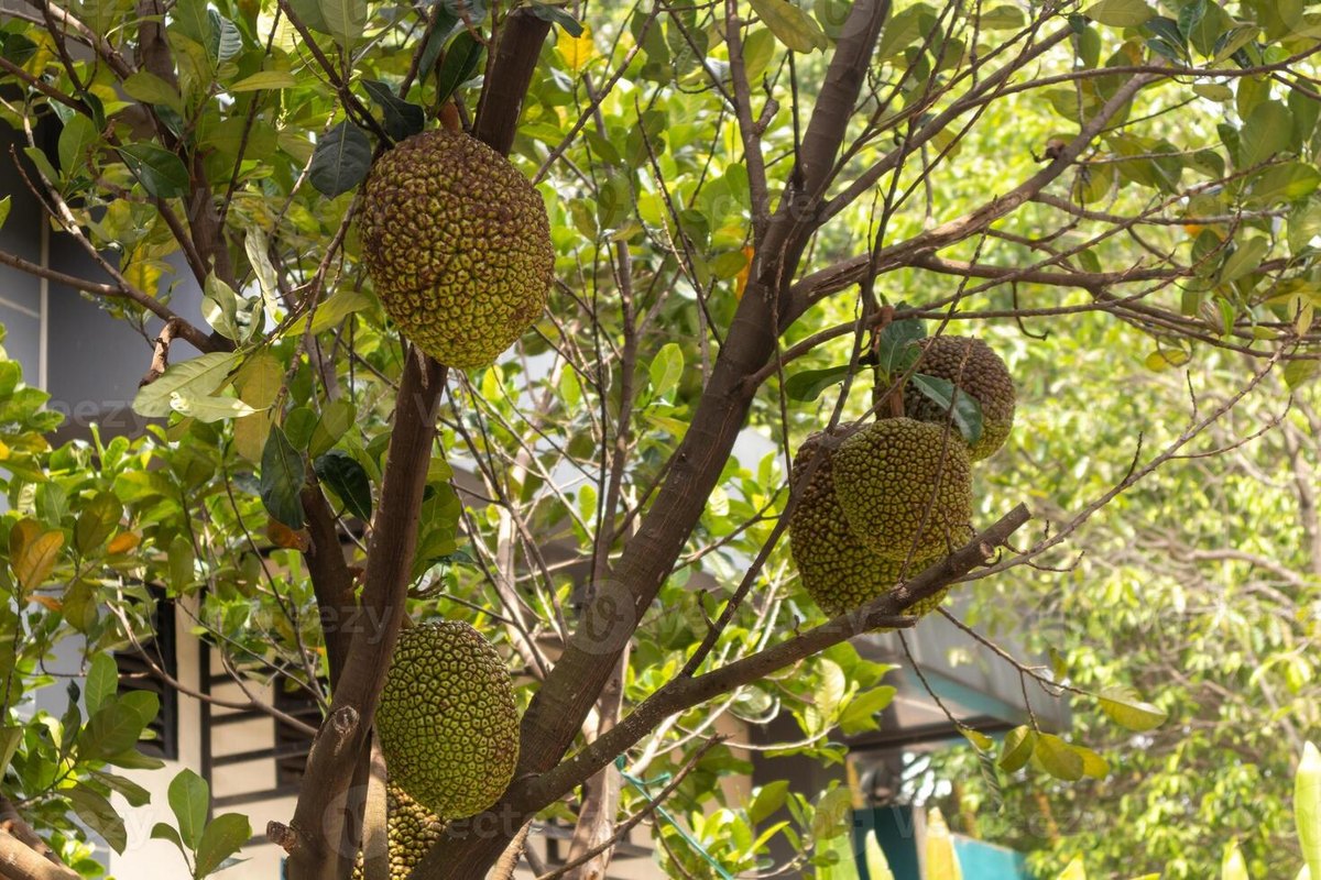Cempedak (Artocarpus integer)