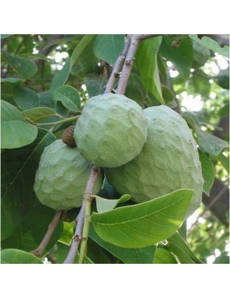 Cherimoya (Annona cherimola)