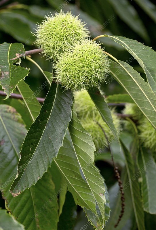 Каштан съедобный (Castanea sativa)
