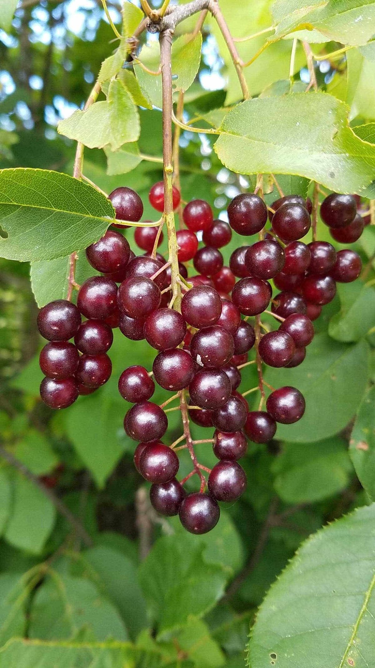 Виргинская черемуха (Prunus virginiana)