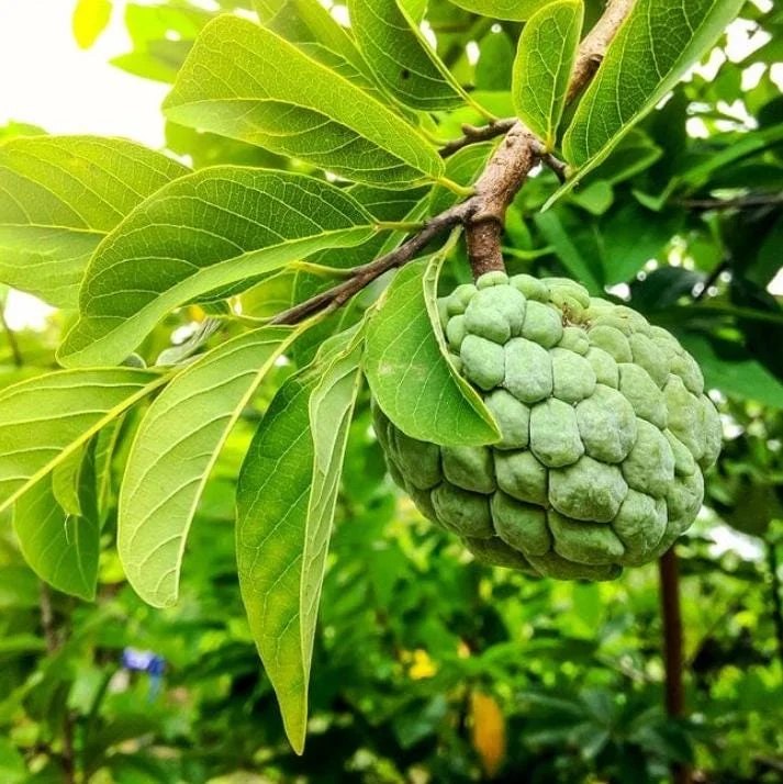 Măr scorțișoară (Annona squamosa)