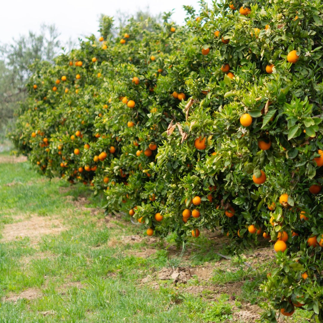 Portocal (Citrus sinensis)