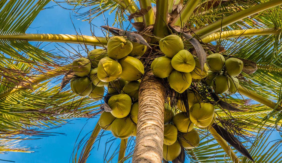 Cocos (Cocos nucifera)
