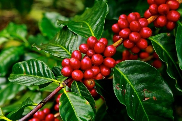 Arbore de cafea (Coffea arabica)