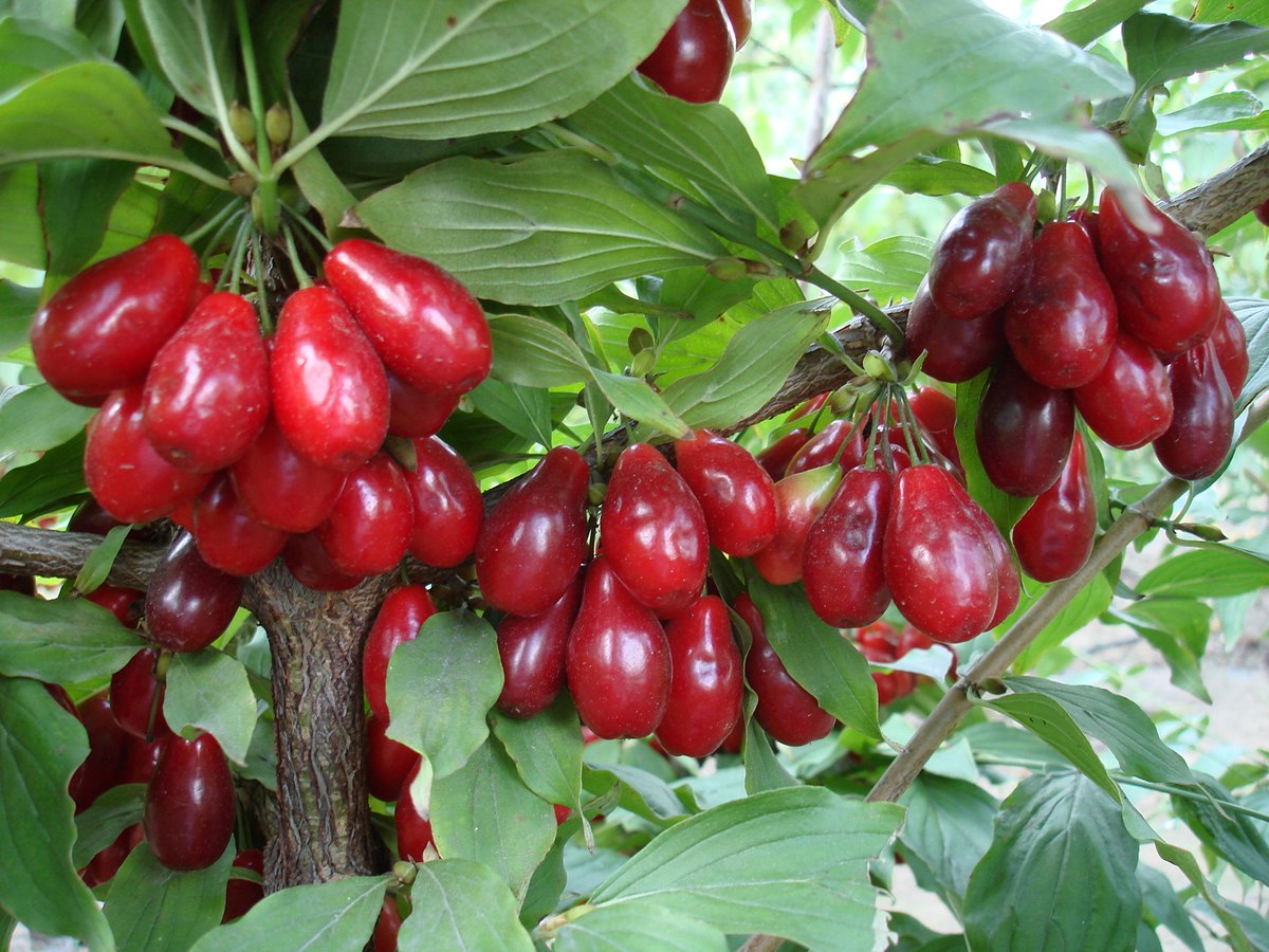 Кизил (Cornus mas)