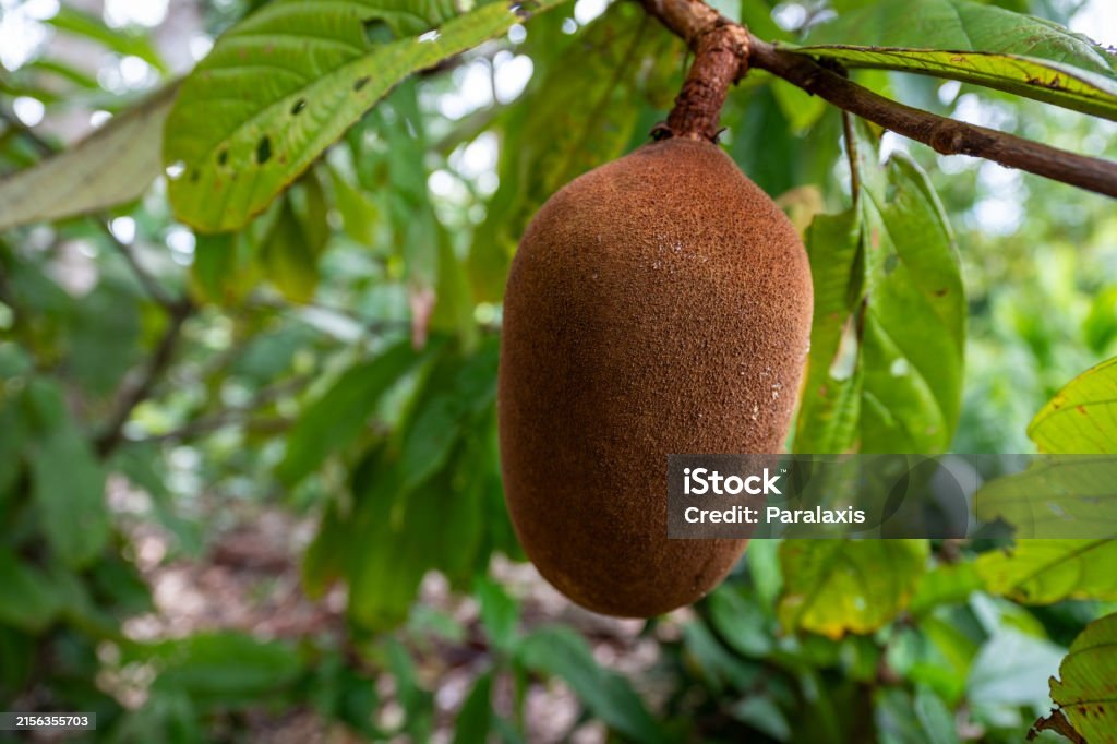 Cupuacu (Theobroma grandiflorum)