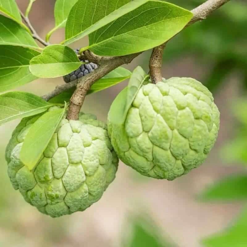 Кремовое яблоко (Annona reticulata)