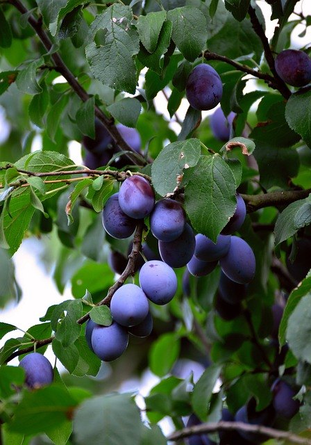 Damson (Prunus domestica subsp. insititia)