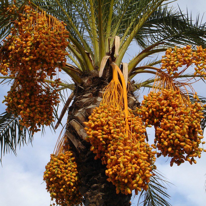 Curmal (Phoenix dactylifera)