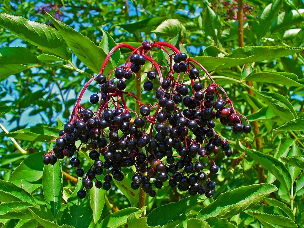Soc (Sambucus nigra)