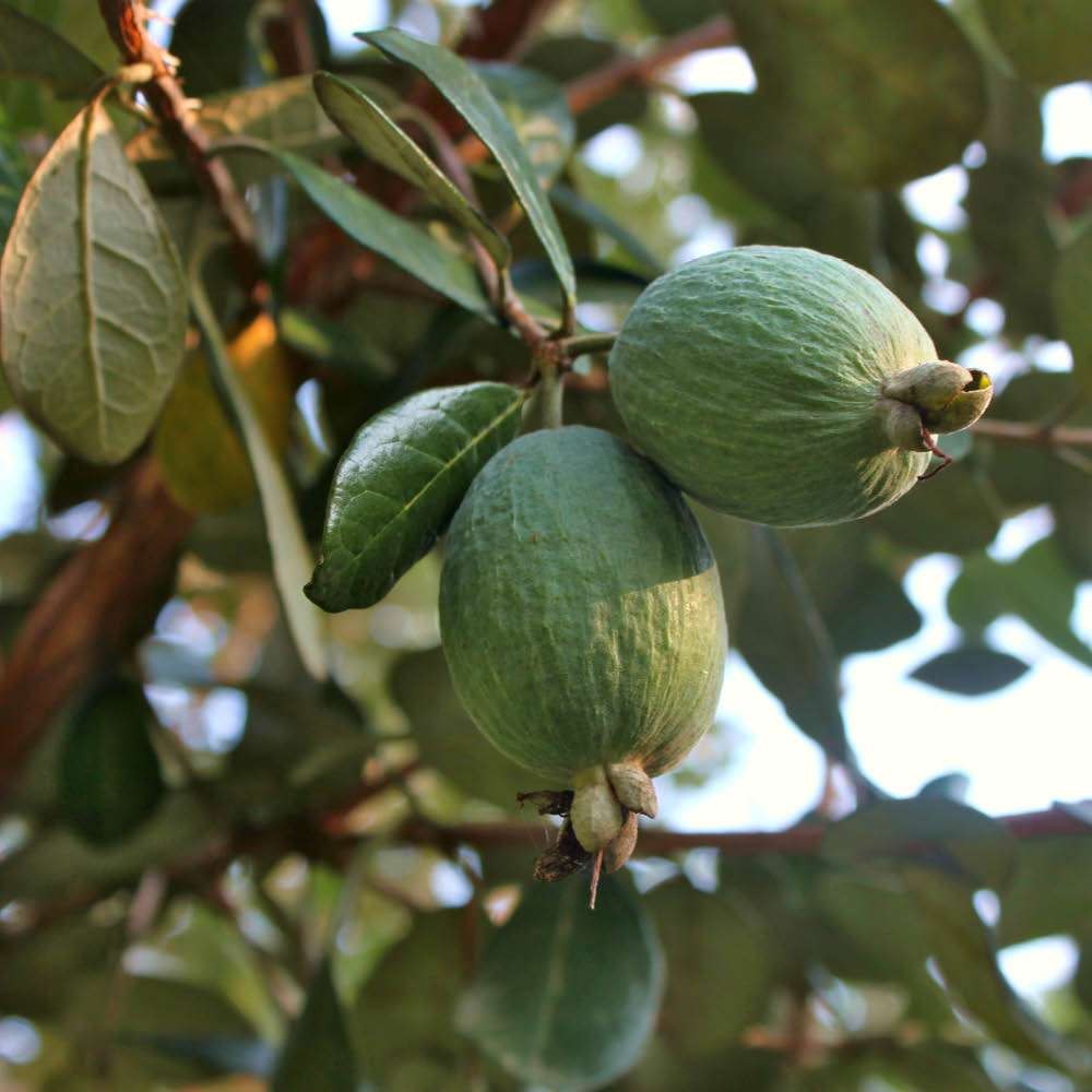 Feijoa (Acca sellowiana)