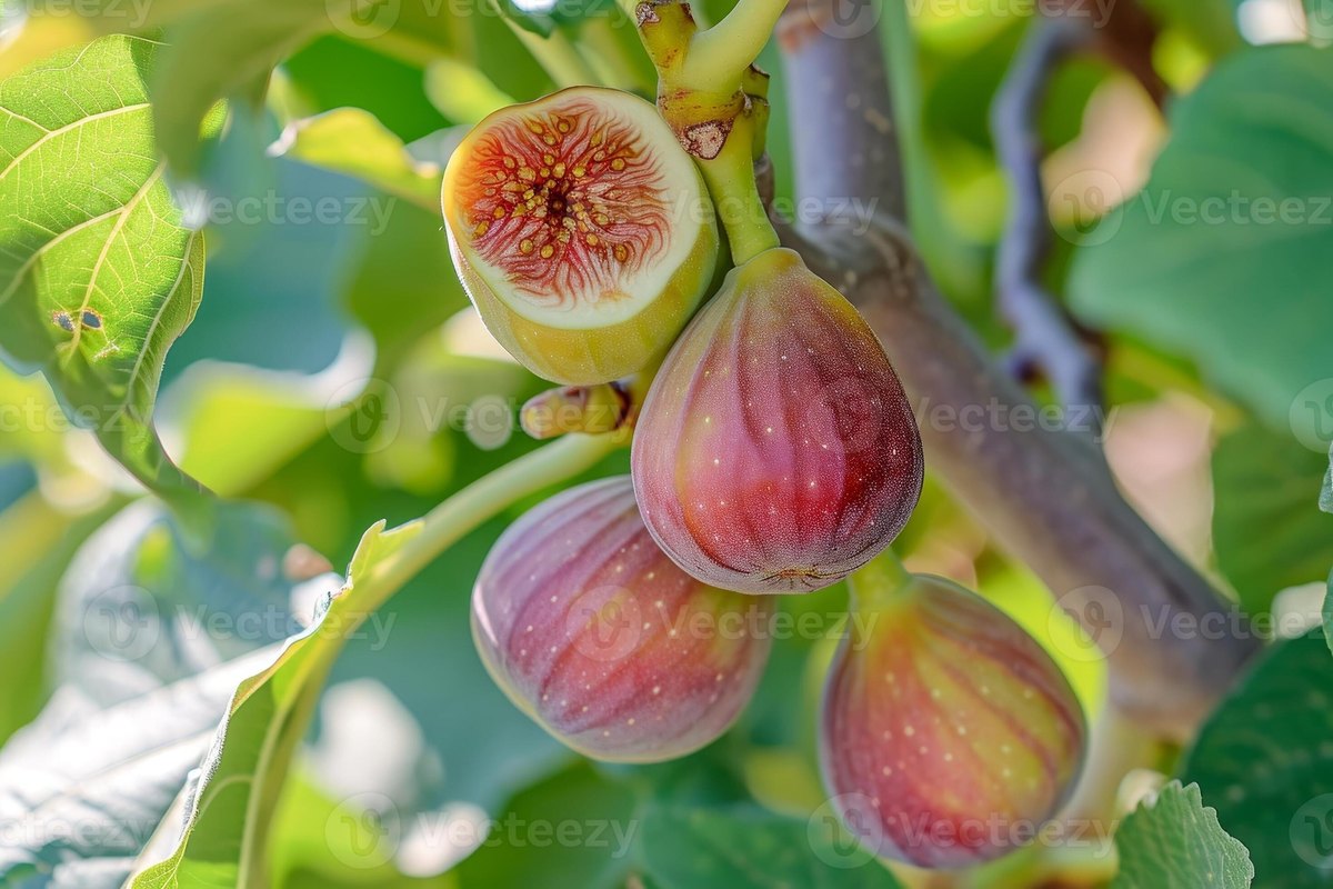 Инжир (Ficus carica)