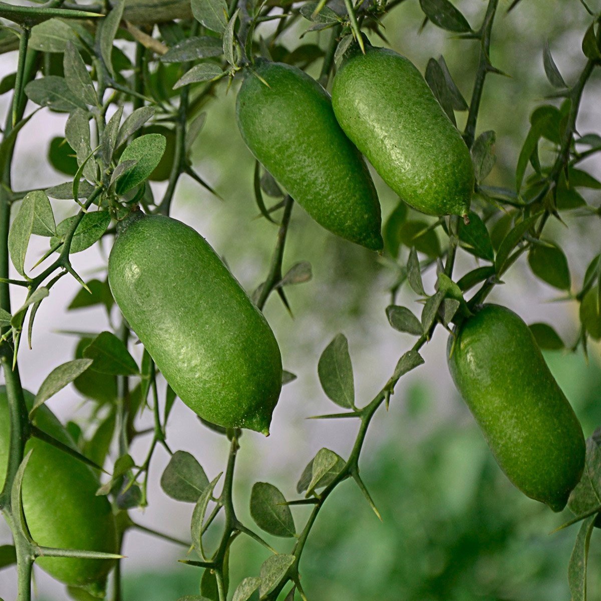 Lime caviar (Citrus australasica)