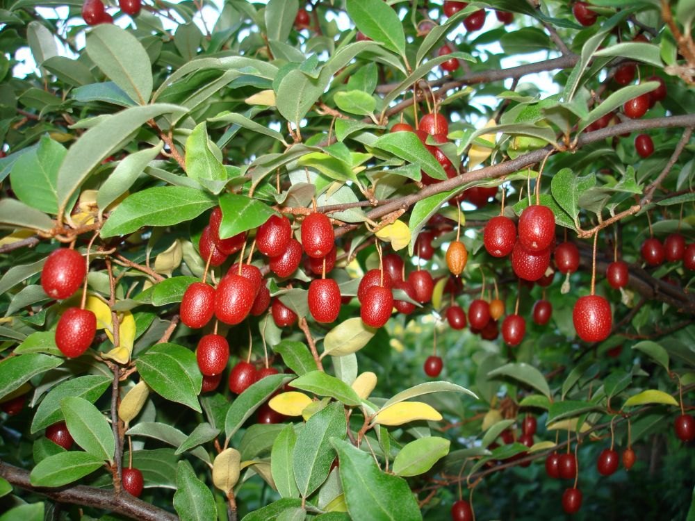 Goumi (Elaeagnus multiflora)