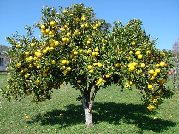 Grepfrut (Citrus paradisi)