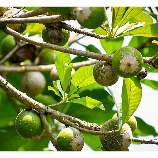 Зеленый сапоте (Pouteria viridis)