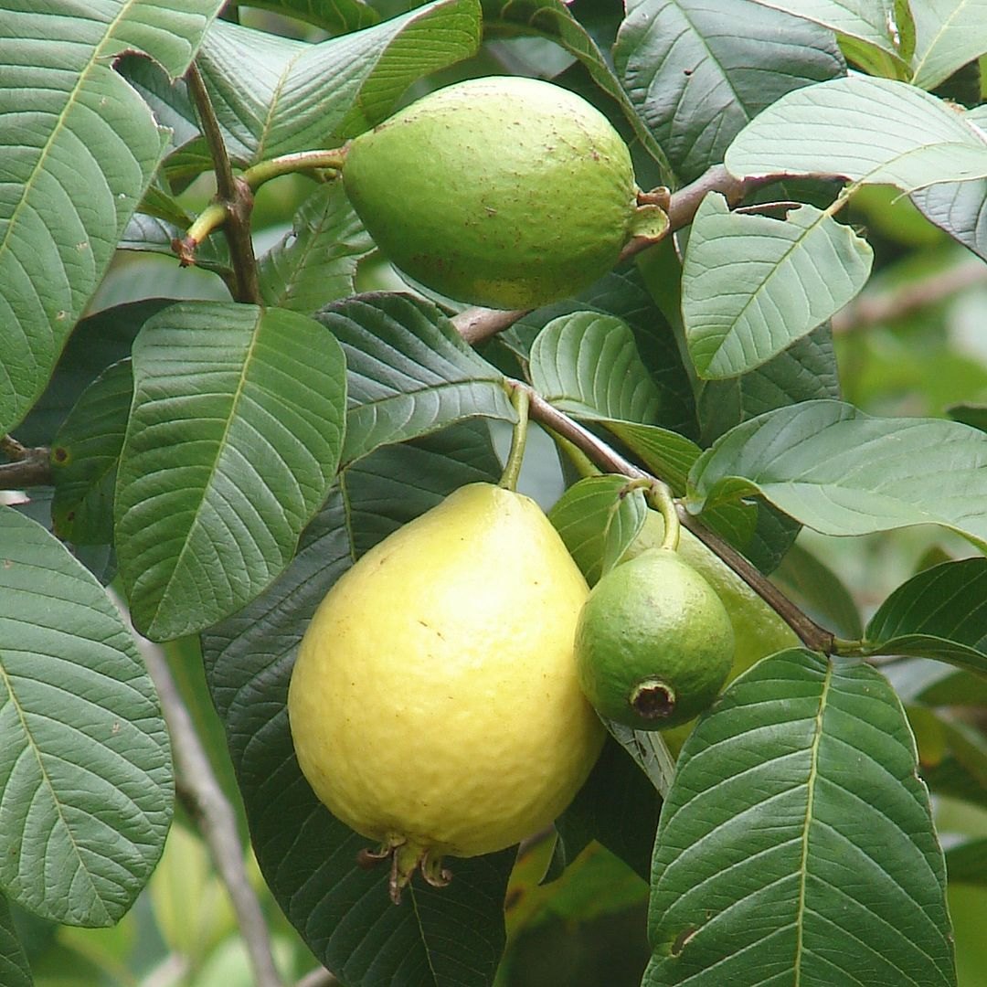 Guava (Psidium guajava)