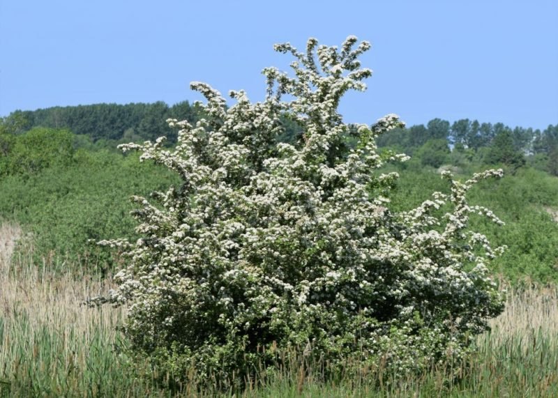 Păducel (Crataegus monogyna)