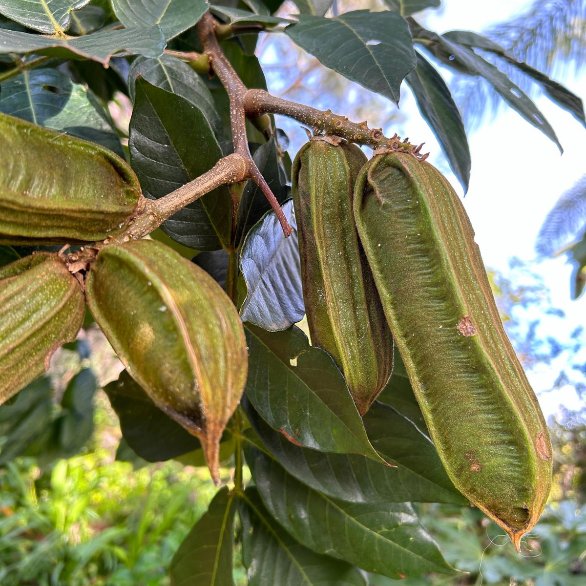 Fasole înghețată (Inga edulis)