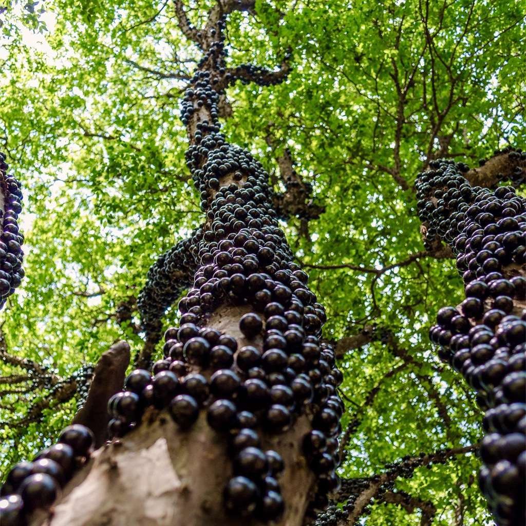 Jabuticaba (Plinia cauliflora)