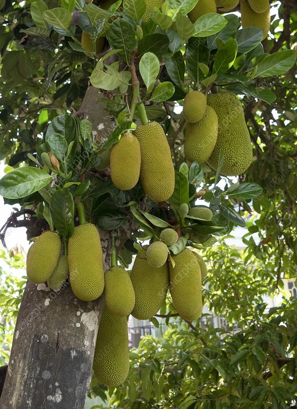 Jackfruit (Artocarpus heterophyllus)