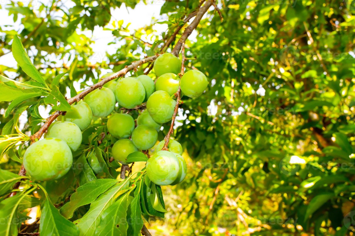Японская слива (Prunus salicina)