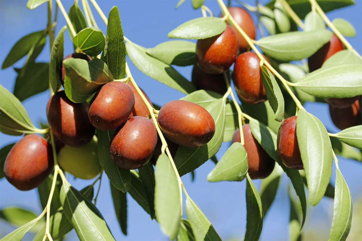 Jujub (Ziziphus jujuba)