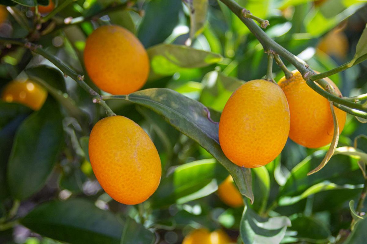 Kumquat (Citrus japonica)