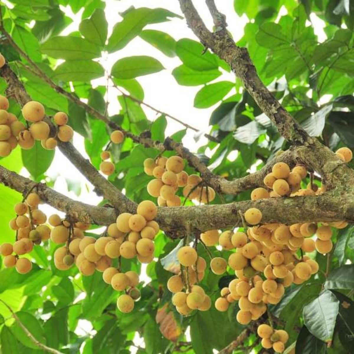 Langsat (Lansium domesticum)