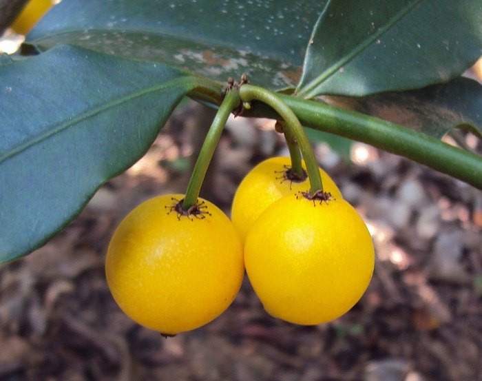 Mangustan galben (Garcinia intermedia)