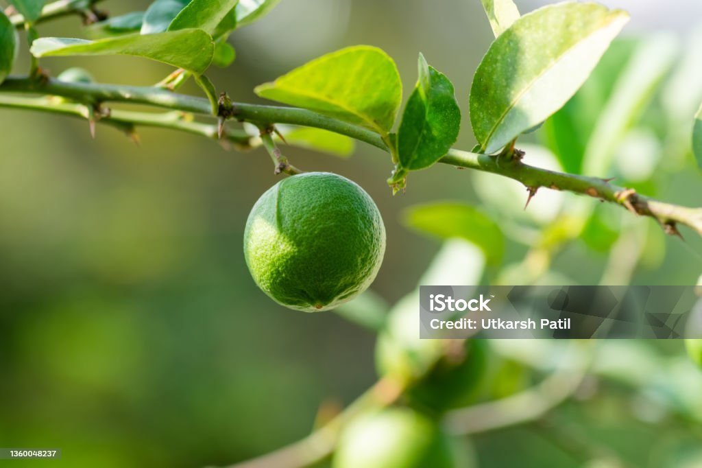 Lime (Citrus aurantiifolia)