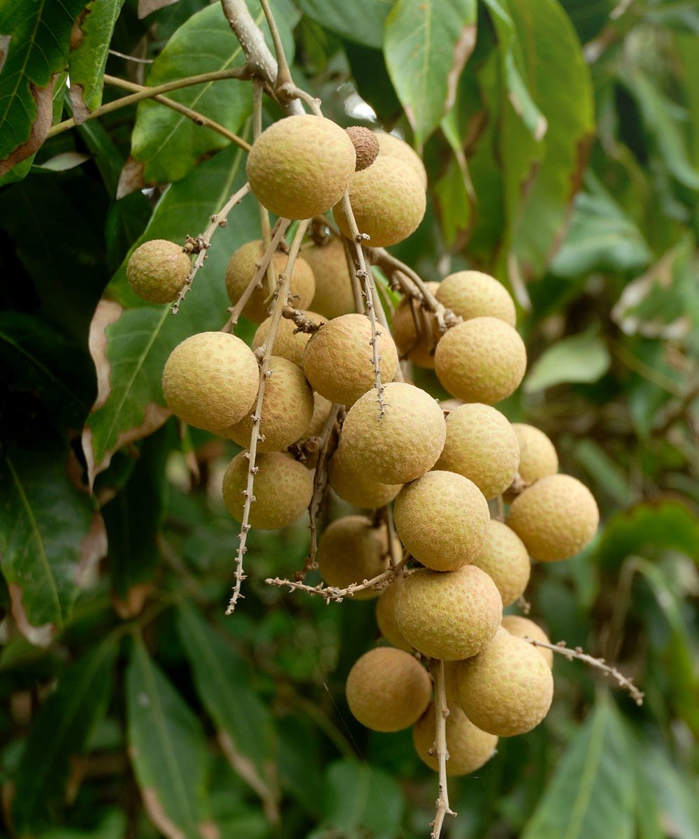 Longan (Dimocarpus longan)