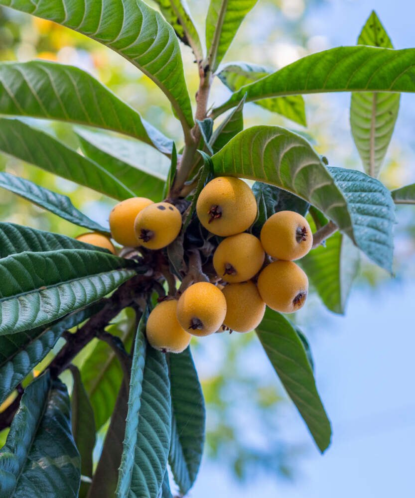 Moșmon japonez (Eriobotrya japonica)