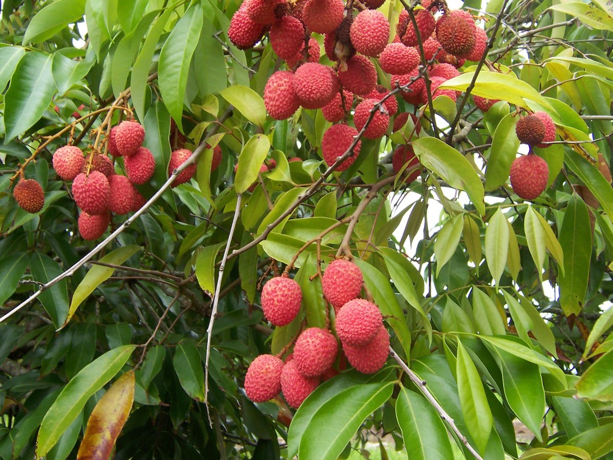 Litchi (Litchi chinensis)
