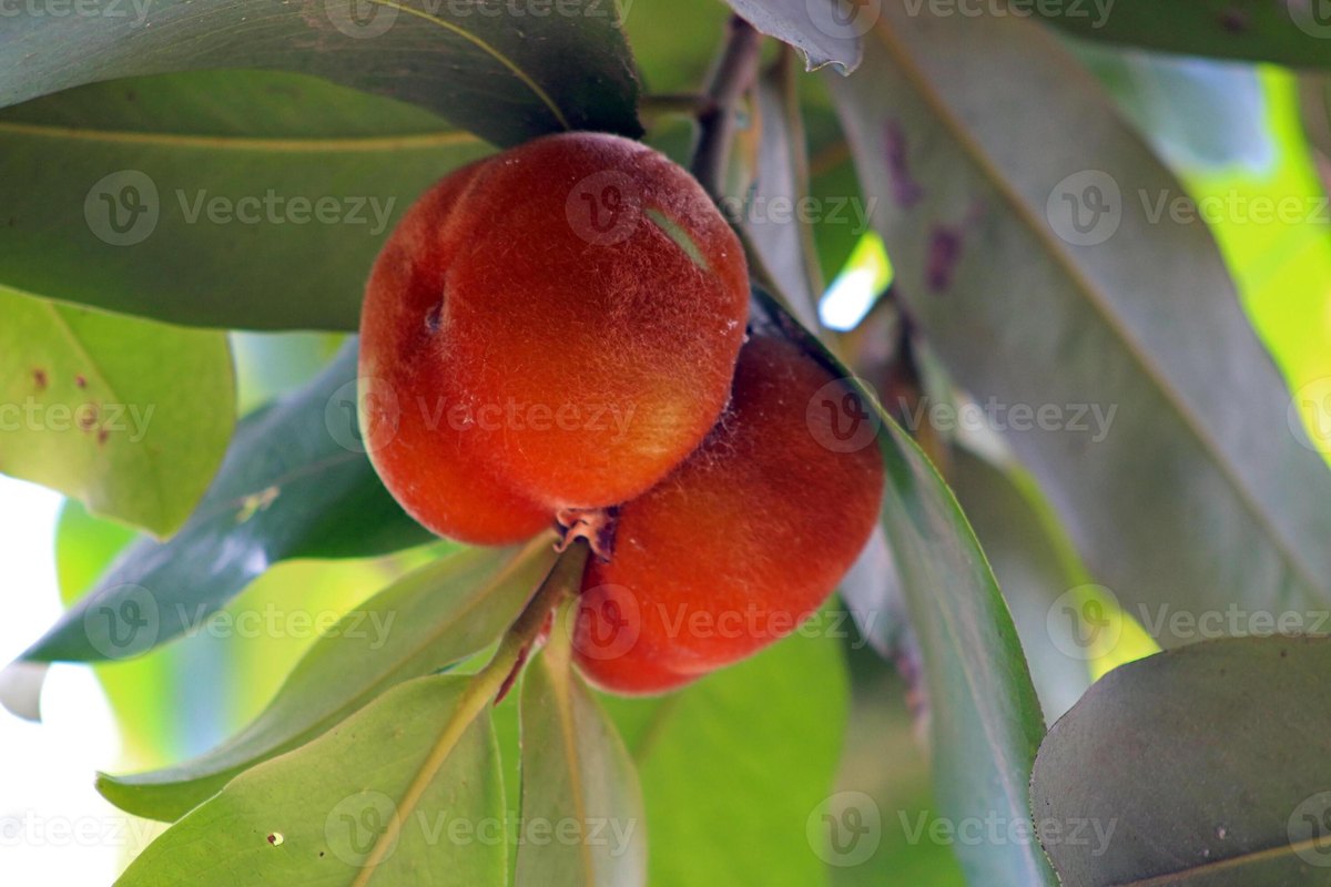 Mabolo (Diospyros blancoi)