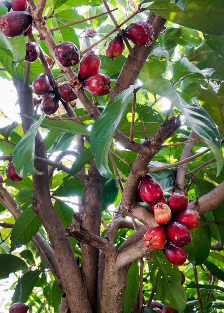 Măr malaezian (Syzygium malaccense)