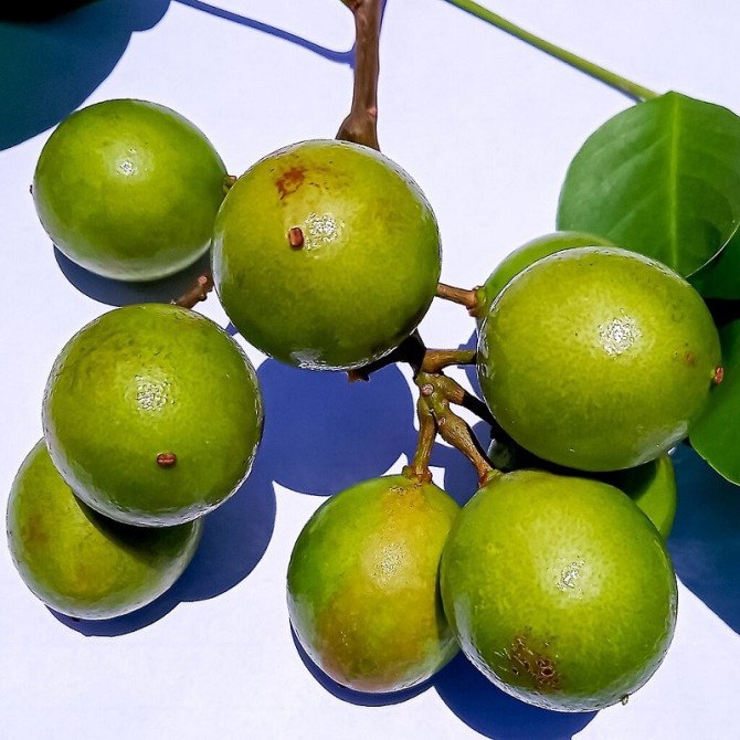 Mamoncillo (Melicoccus bijugatus)