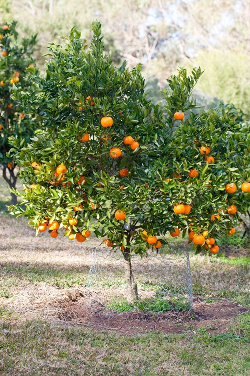 Мандариновое дерево (Citrus reticulata)