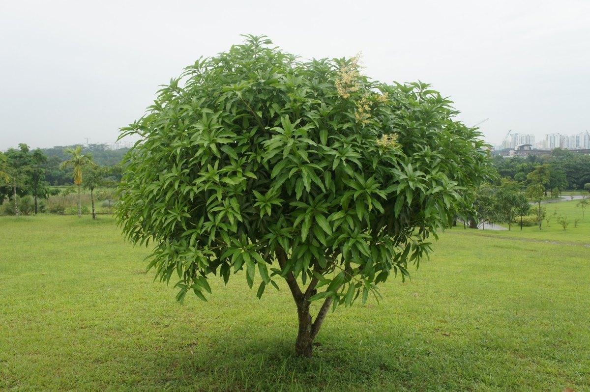 Mango (Mangifera indica)