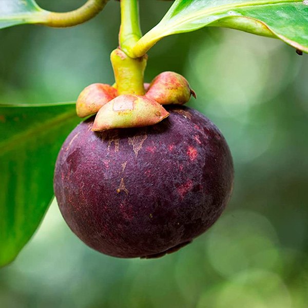 Mangustan (Garcinia mangostana)